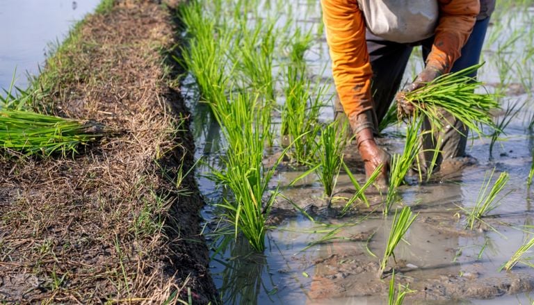 El alimento de medio planeta en peligro: c&oacute;mo un episodio extremo de El Ni&ntilde;o amenaza al arroz