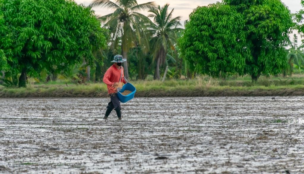 Arroz El Niño cambio climático agua alimento Al déficit de precipitaciones característico de El Niño se suma un aumento sostenido de las temperaturas.