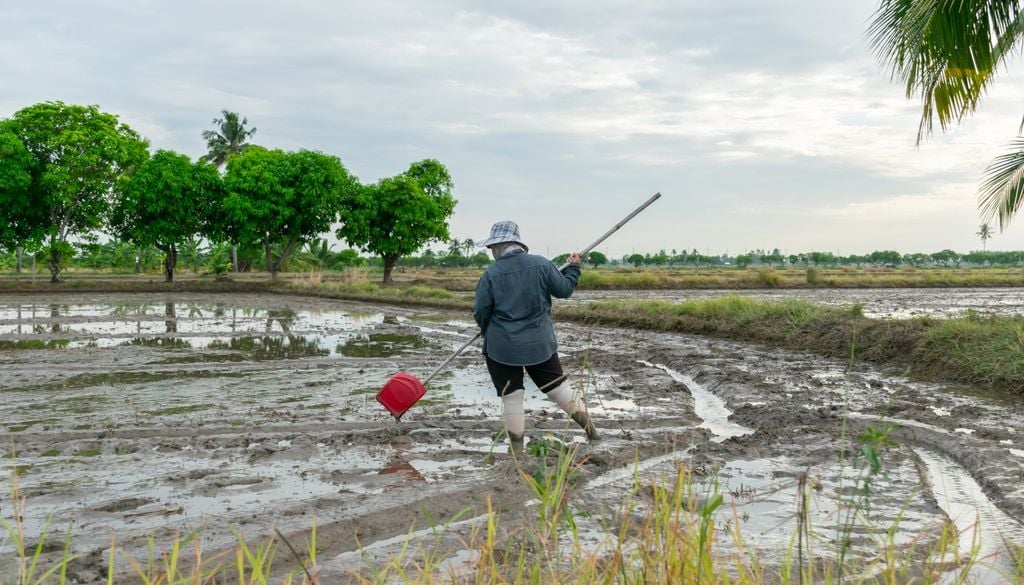 Arroz El Niño cambio climático agua alimento