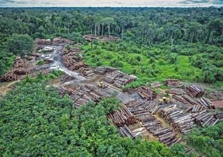El Amazonas al borde del colapso: revelan los tres puntos críticos que podrían transformar la selva en sabana