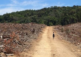 El Amazonas liberó más carbono del que absorbió en los últimos 10 años