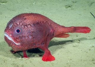 El amor está en la atmósfera y océano: conoce algunas muestras marinas