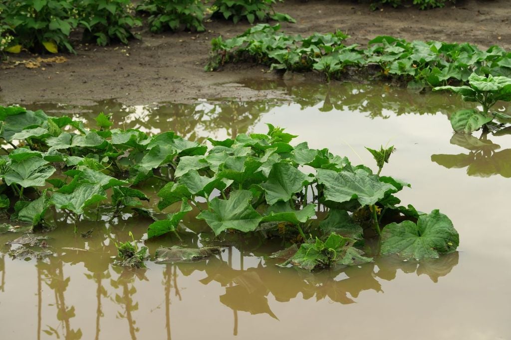 Se alimentan de mosquitos adultos que aterrizan en el agua. Los zapateros viven en estanques, lagos y aguas de movimiento lento. Se alimentan de mosquitos adultos que aterrizan en el agua. Los zapateros viven en estanques, lagos y aguas de movimiento lento.