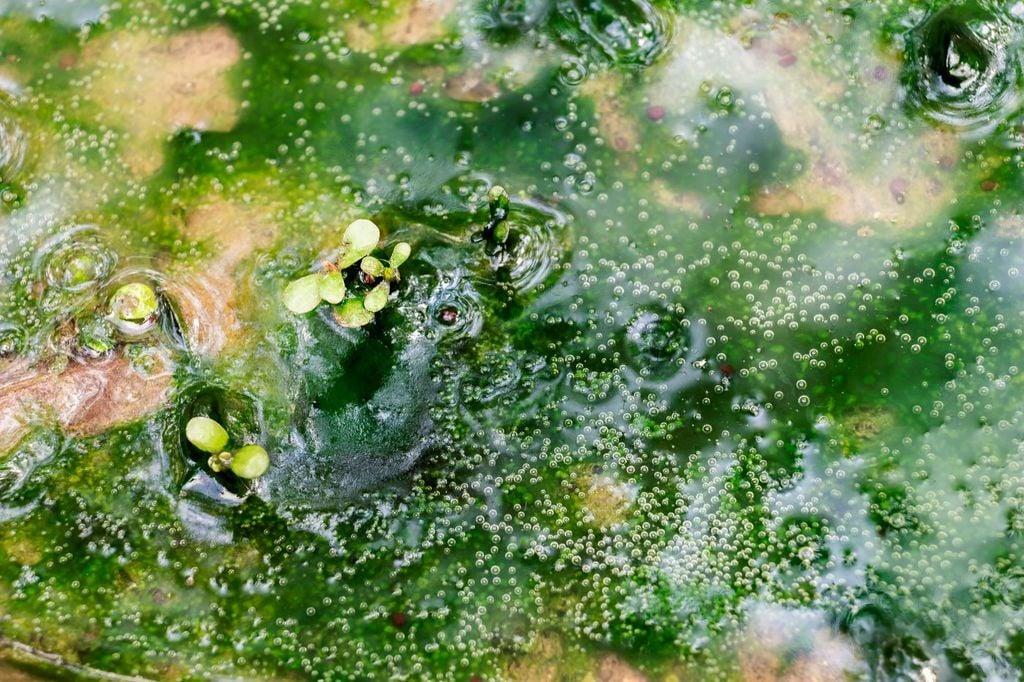 ¡El zapatero es un insecto fascinante que puede caminar sobre el agua! Tienen patas largas ya menudo se les ve deslizándose por los estanques. ¡El zapatero es un insecto fascinante que puede caminar sobre el agua! Tienen patas largas ya menudo se les ve deslizándose por los estanques.
