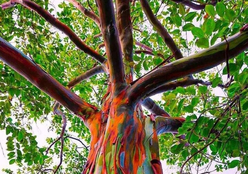 árbol arcoíris