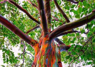 El árbol arcoíris, una especie fascinante y única que se destaca por su corteza multicolor 