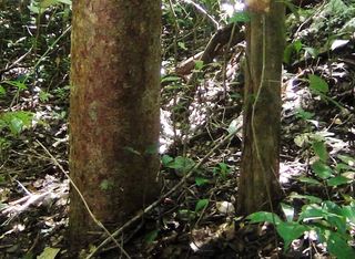 El árbol Chechén: conoce el peligroso 'árbol de la muerte' que te quemará con solo tocarlo 