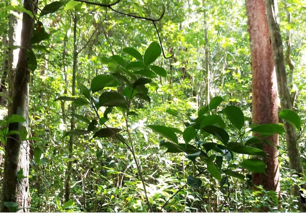 Si lo tocas tu piel podría reaccionar con una inflamación, ya sea un sarpullido, ardor y hasta llagas.