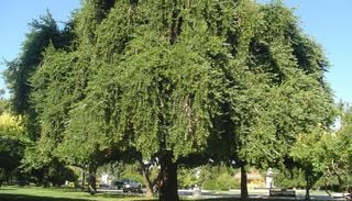 El &aacute;rbol chileno que desaf&iacute;a la sequ&iacute;a y podr&iacute;a cambiar la forma de reverdecer nuestras ciudades