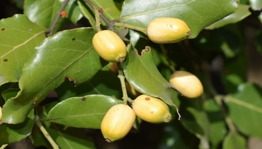 fruto Elegir especies adaptadas al clima local es clave para mantener el arbolado urbano frente a períodos de déficit hídrico Foto: Mónica Musalem.