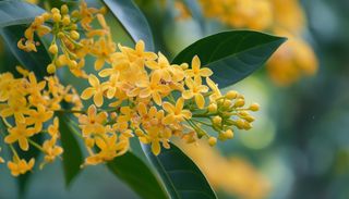 El árbol con más perfume del mundo: cómo cultivarlo en maceta y reinventar tu balcón