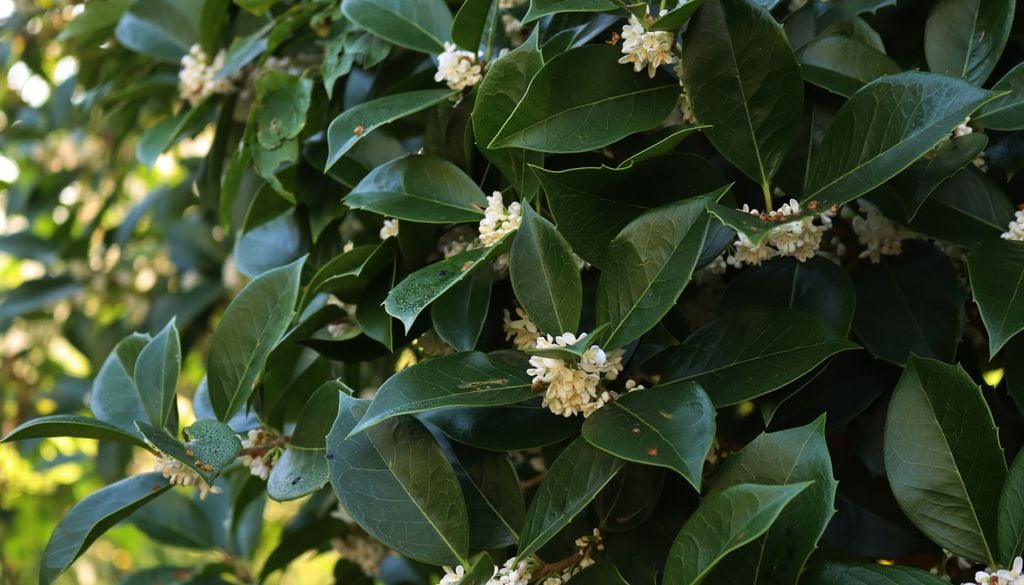 En otoño, su floración aporta un aroma dulce que recuerda al durazno o al jazmín.