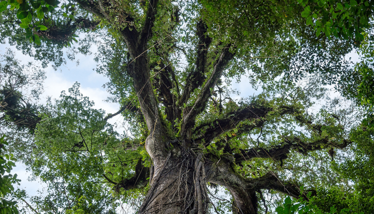 El &aacute;rbol de la vida de los mayas llega al jard&iacute;n: as&iacute; puedes cultivar un pochote incluso en espacios peque&ntilde;os
