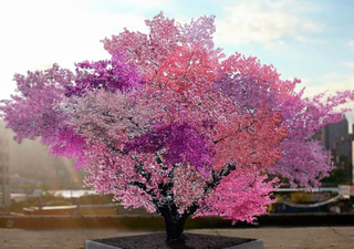 El árbol de las cuarenta frutas: una fusión única entre arte y conservación