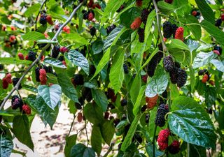 El árbol de sombra que crece rápido, da fruto y aguanta la sequía