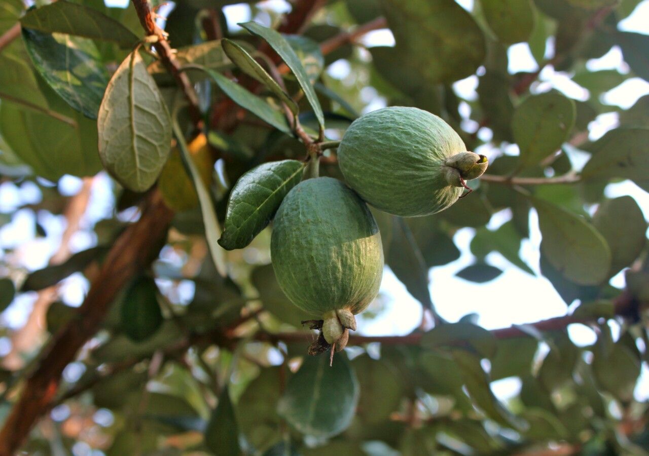 El guayabo del Brasil sorprende por su fruta otoñal, su follaje decorativo y su tamaño perfecto para jardines pequeños.