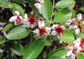 El árbol frutal ideal para jardines pequeños en Chile: ocupa poco espacio y se cosecha en otoño