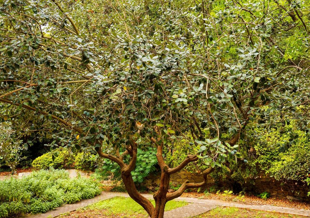 arbol de feijoa
