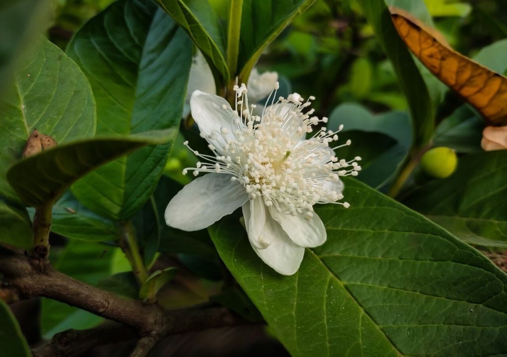 flores de guava flores de guava