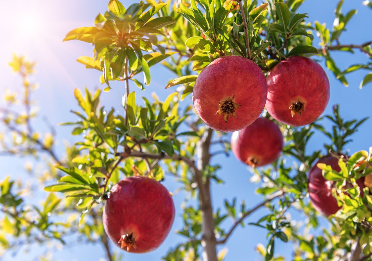 Der ideale Obstbaum für Ihren Garten schattig, pflegeleicht und