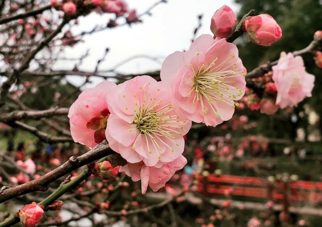 La floraison délicate du prunier du Japon illumine le Jardin japonais de Buenos Aires à chaque printemps, attirant visiteurs et pollinisateurs. Courtoisie : Jardin japonais de Buenos Aires sur X.