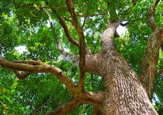 El árbol prohibido de China: su madera cuesta más que el oro y nadie puede tocarla