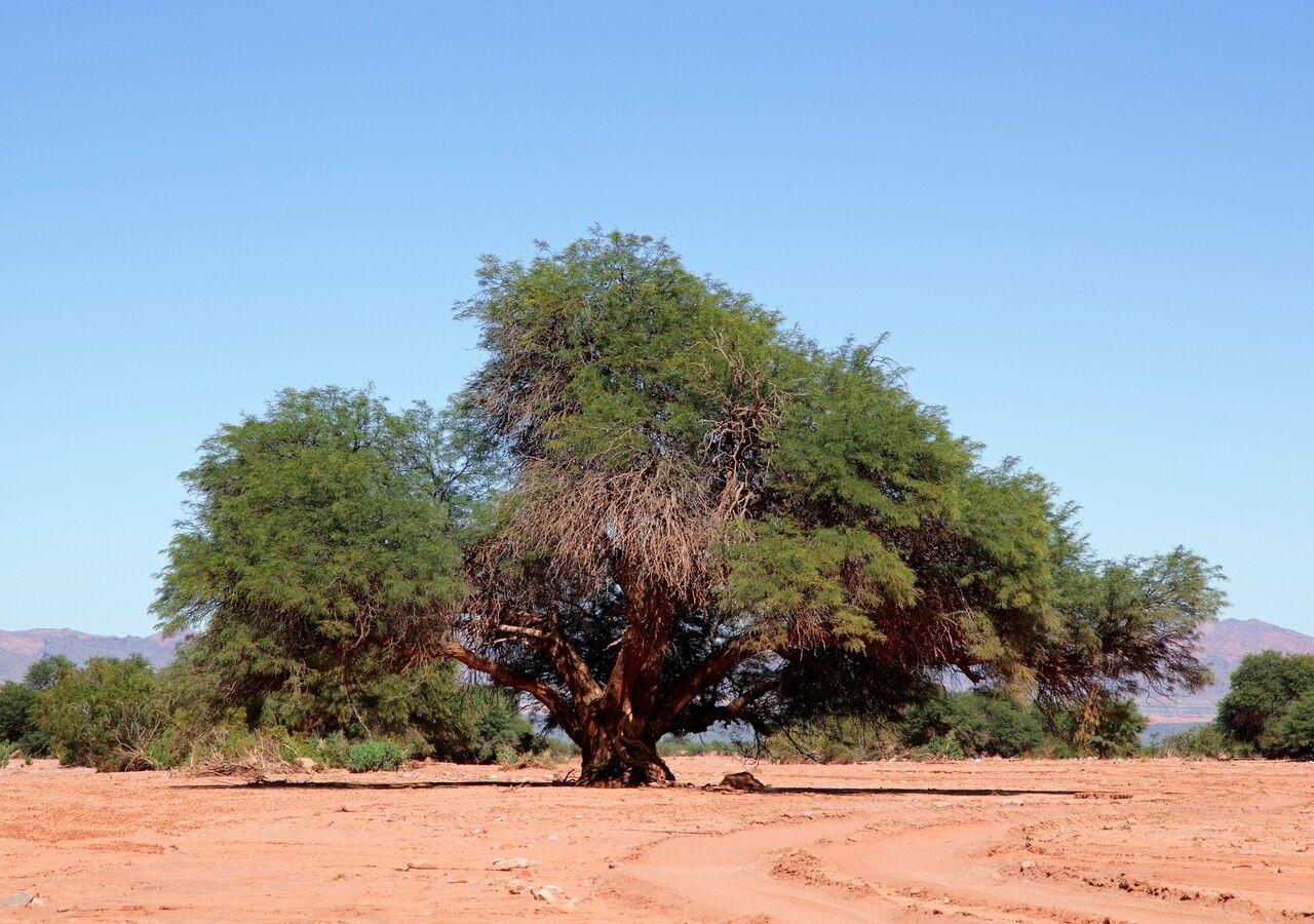 El algarrobo chileno, un árbol nativo que resiste la sequía y forma parte del patrimonio natural del país