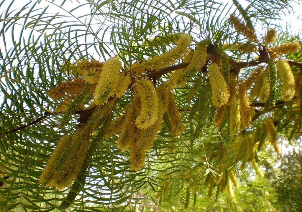 prosopis