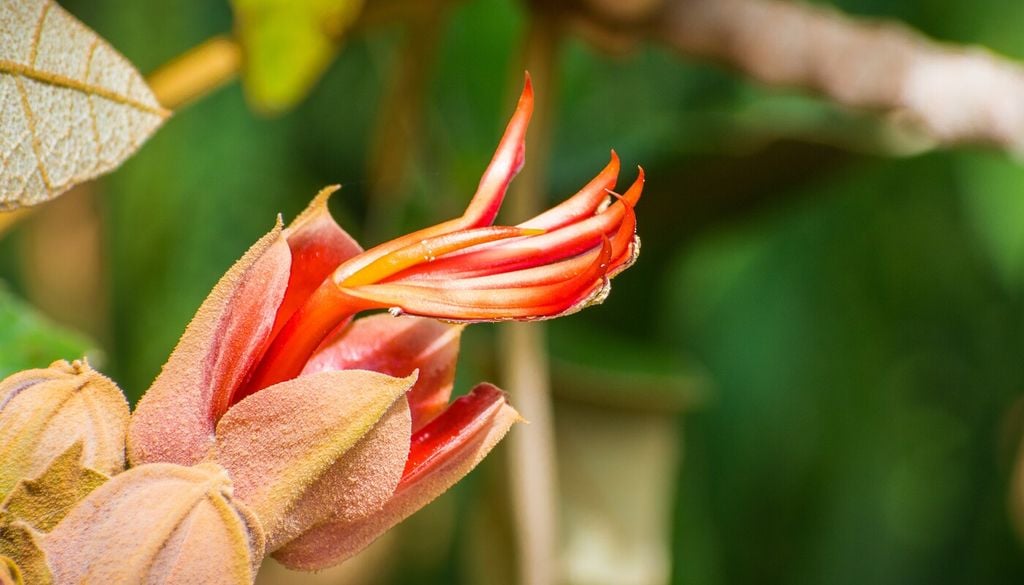 La forma de esta flor ha generado comparaciones con dedos, garras e incluso pequeñas manos abiertas, convirtiéndola en una de las estructuras florales más extrañas del mundo vegetal.