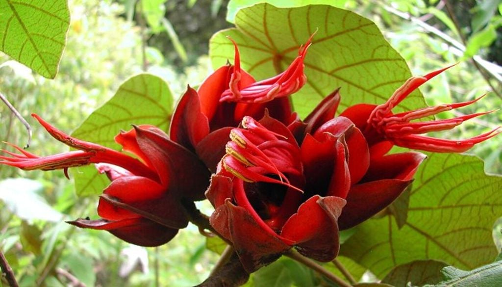 La forma de la flor no responde solo a la estética: es parte de una estrategia evolutiva altamente especializada. Foto: Strange Wonderful Things.