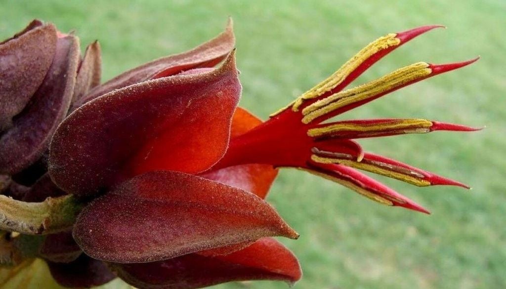 Las flores cuelgan entre el follaje como pequeñas estructuras vivas, una característica que ha alimentado leyendas y simbolismos desde tiempos prehispánicos. Foto: Amazon.