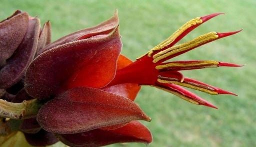 El &aacute;rbol que inquieta a quienes lo ven: flores con forma de garra que parecen irreales