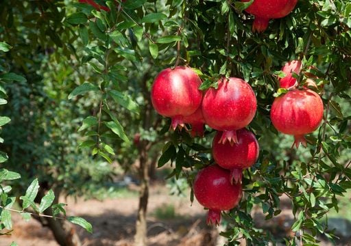 El árbol que ofrece joyas: la guía para cuidar un granado y cosechar sus frutos