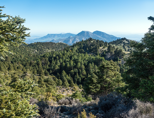 El &aacute;rbol que sobrevivi&oacute; a la Edad de Hielo es un f&oacute;sil viviente que solo crece en este bosque de Andaluc&iacute;a