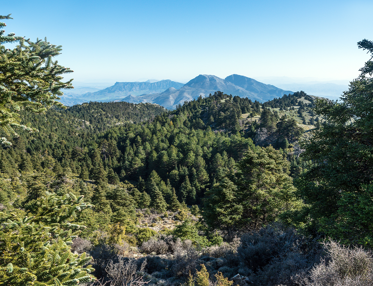 El &aacute;rbol que sobrevivi&oacute; a la Edad de Hielo es un f&oacute;sil viviente que solo crece en este bosque de Andaluc&iacute;a