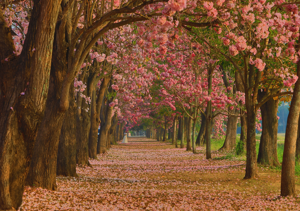 Tabebuia rosea También llamado palo rosa, es un árbol ornamental que florece durante gran parte del año.