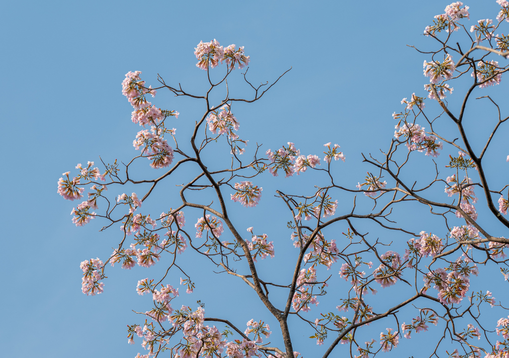 Tabebuia rosea Las dos claves para cuidar al palo rosa son una permanente exposición al sol y no encharcar el suelo en el riego.