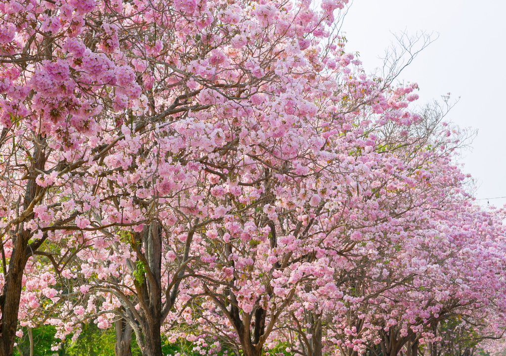 Tabebuia rosea El Tabebuia rosea puede alcanzar entre 15 y 30 metros de altura.
