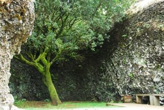 El árbol sagrado de la lluvia