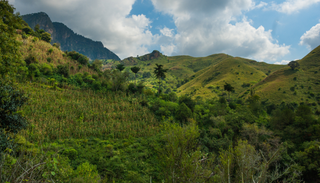 El arbusto de la selva que conquista balcones: cuachalalate y su doble uso ornamental