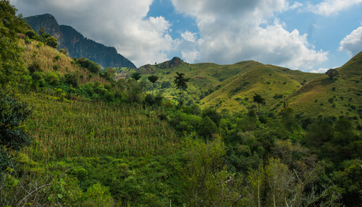 El arbusto de la selva que conquista balcones: cuachalalate y su doble uso ornamental