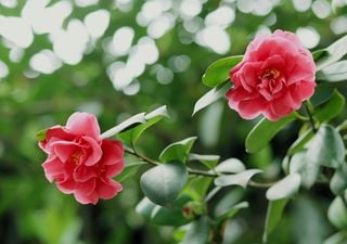 El arbusto que florece en pleno invierno y le da un toque de elegancia y delicadeza a tu jard&iacute;n o balc&oacute;n