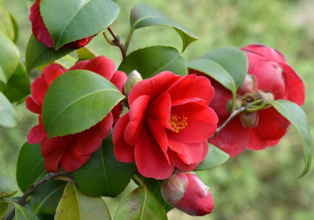 plantas En canteros o bajo árboles, su floración resalta sobre el verde oscuro del follaje.