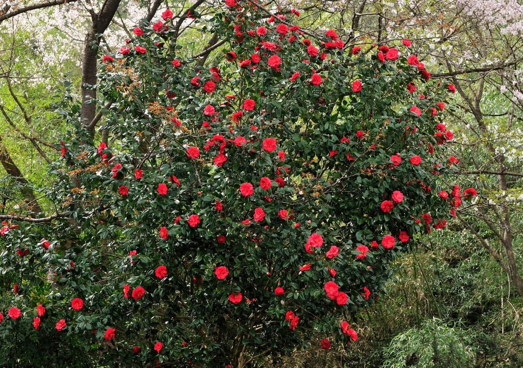 plantas La camelia es una de las pocas especies que florece en los meses más fríos.