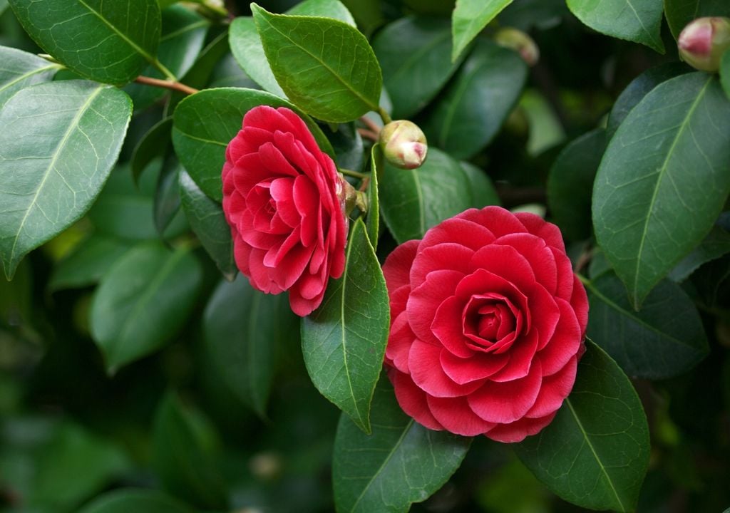 plantas Pétalos simétricos y colores intensos que definen su atractivo.