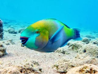 Pez loro azul: el arquitecto de los arrecifes y la blanca arena mexicana