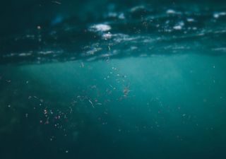 El &ldquo;ascensor invisible&rdquo; del oc&eacute;ano: c&oacute;mo el zooplancton hunde cientos de micropl&aacute;sticos cada d&iacute;a