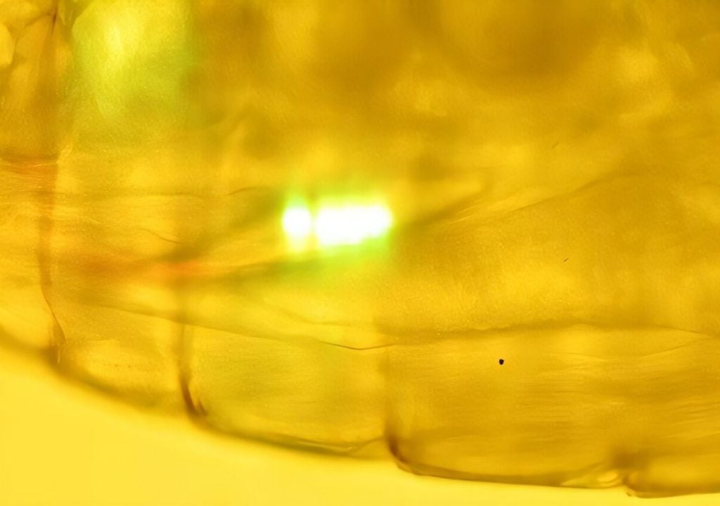 Microplásticos océanos zooplancton