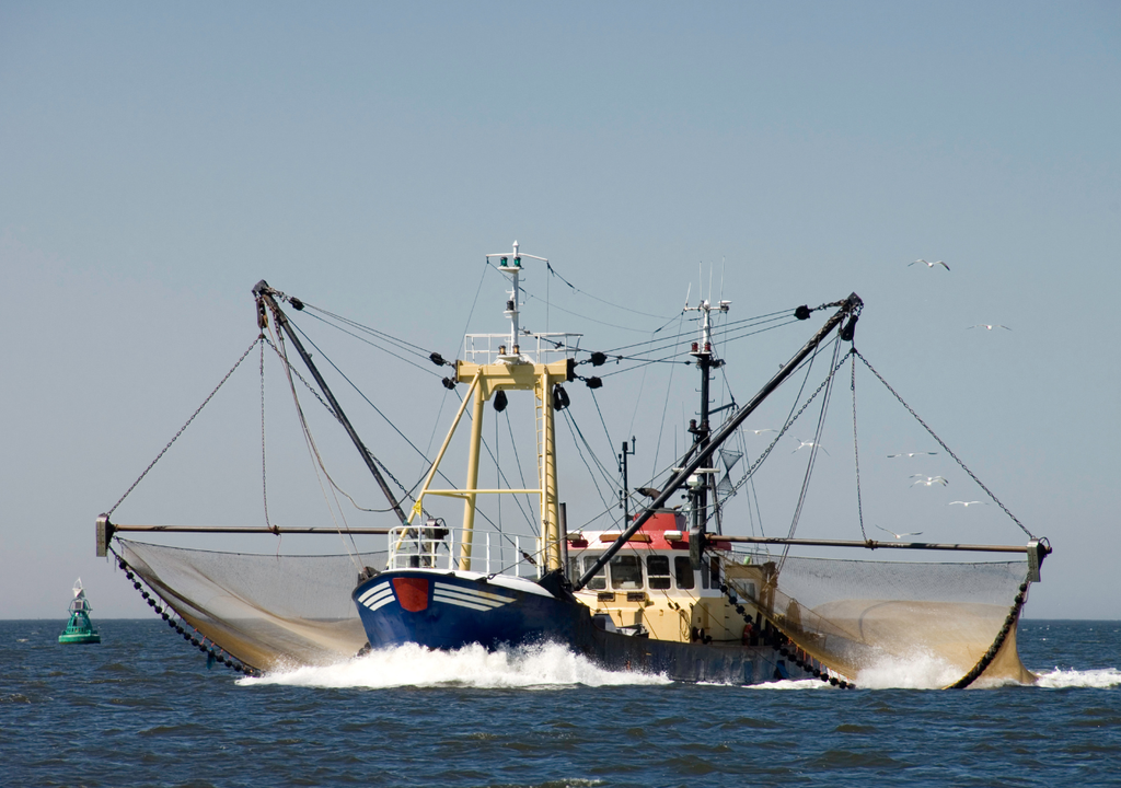 La sobrepesca industrial ha reducido drásticamente las poblaciones de tiburones en los océanos, convirtiéndose en una de las principales amenazas para estos antiguos depredadores marinos.