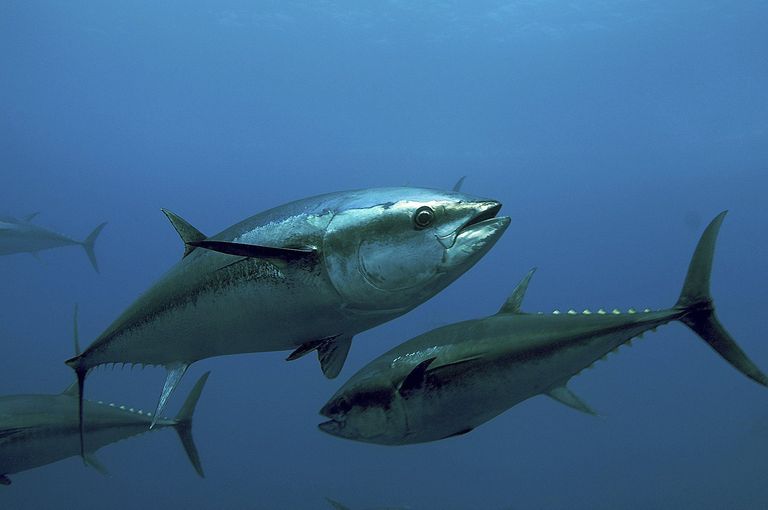 El selenio, un 'antídoto' contra el mercurio presente en el atún - La  Opinión de Murcia